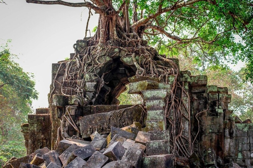 Tree grows over stone structure at Beng Mealea in Angkor, Cambodia