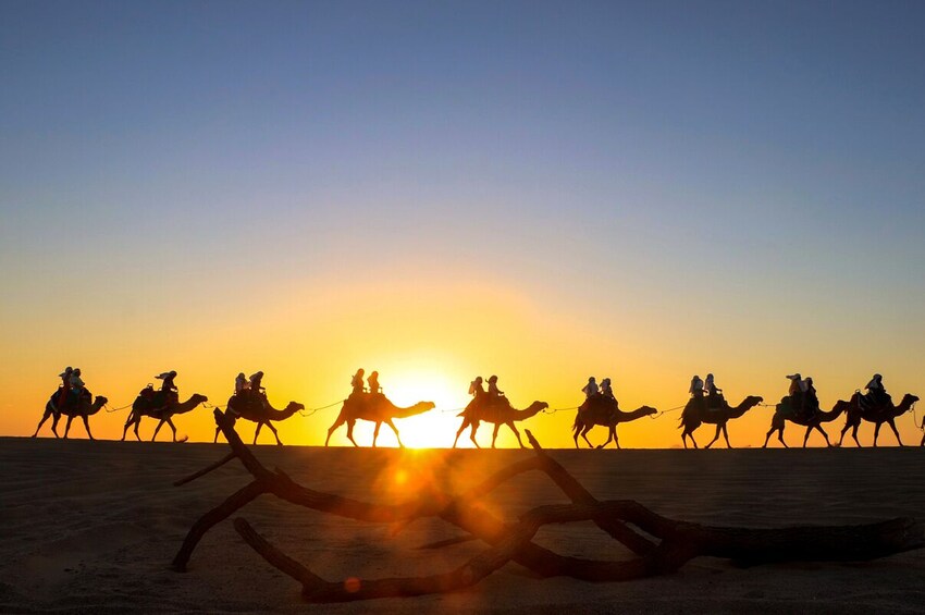 Camel Ride Adventure in Los Cabos 