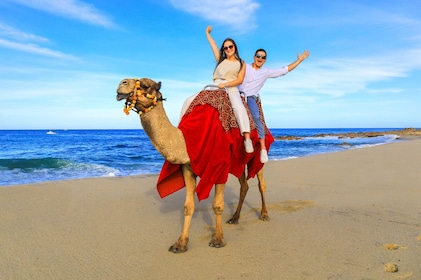 Kamelridning och kamelträff på stranden i Cabo av Cactus Tours Park