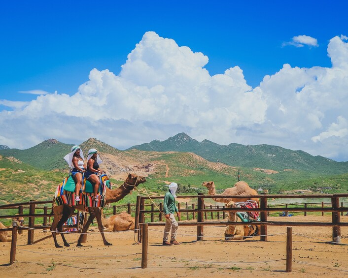 Camel Ride Adventure in Los Cabos 