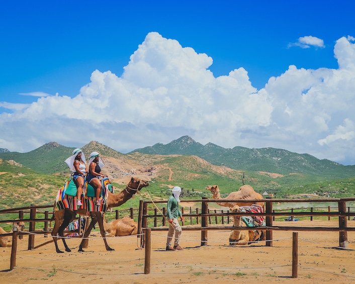 Show item 5 of 10. Camel Ride Adventure in Los Cabos