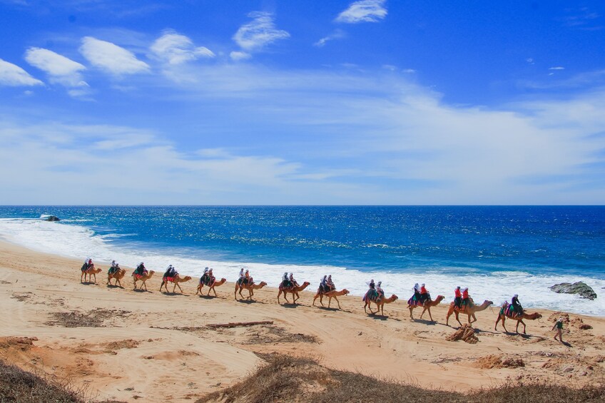 Camel Ride Adventure in Los Cabos 