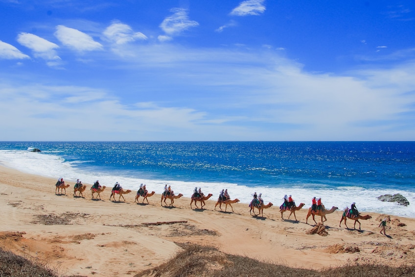 Camel Ride Adventure in Los Cabos