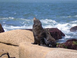Sea Lions Island Tour