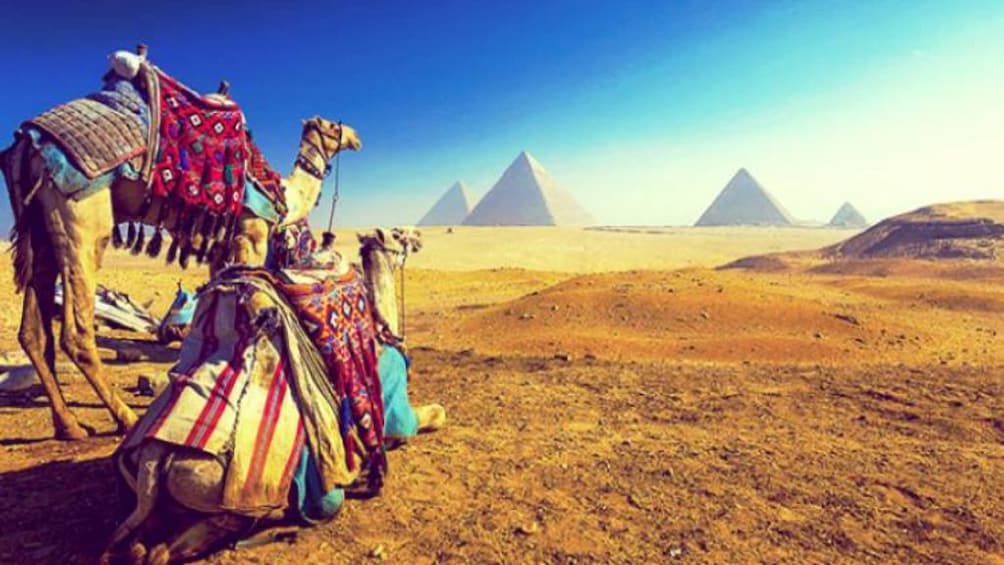 Camels covered in colorful cloth relax with Pyramids of Giza in the distance