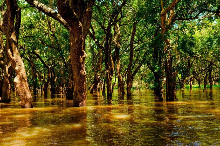 Spectacular flooded forest of Kompong Phluk