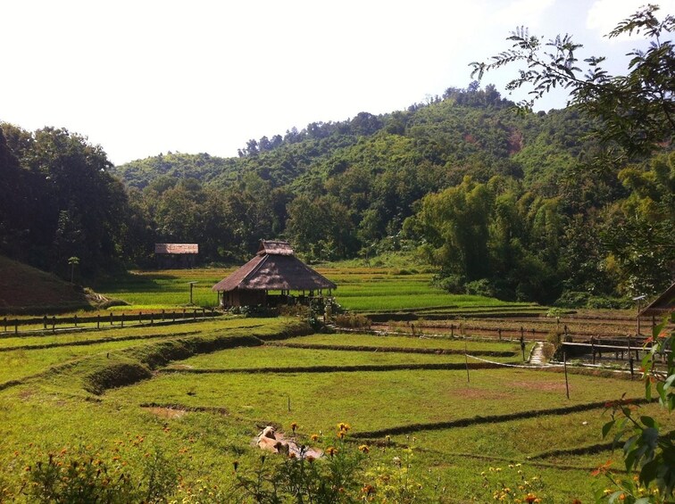 Farmland in the Long Lao Village
