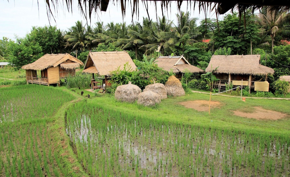 Rice fields and small buildings on a farm in Laos