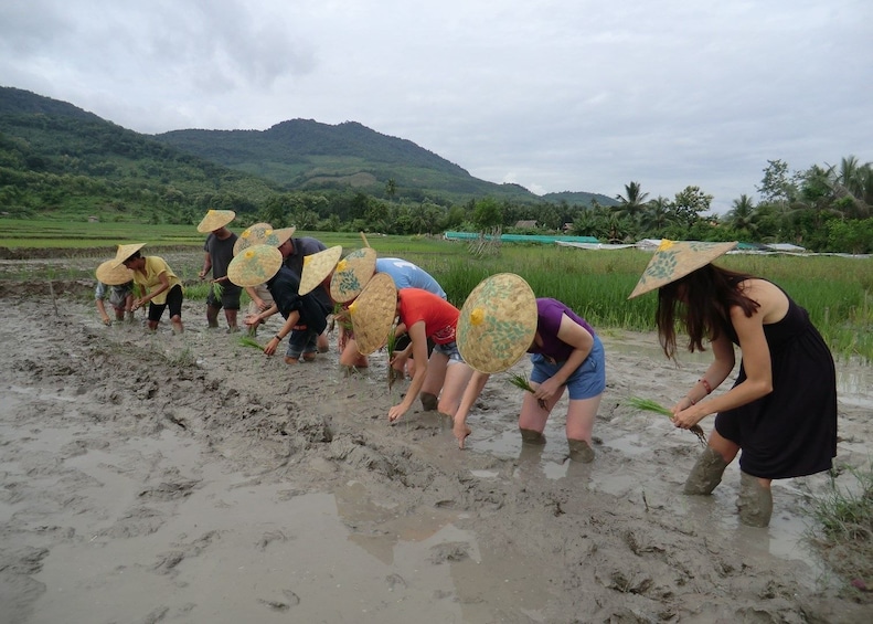 Tourists pick rice plants from mud field at farm in Laos