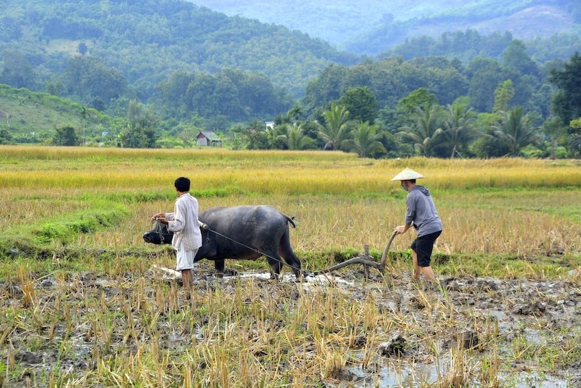 Two man and an ox work in rice fields in Laos