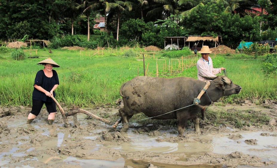 Farmer, woman, and ox work to fertilize rice fields in Laos