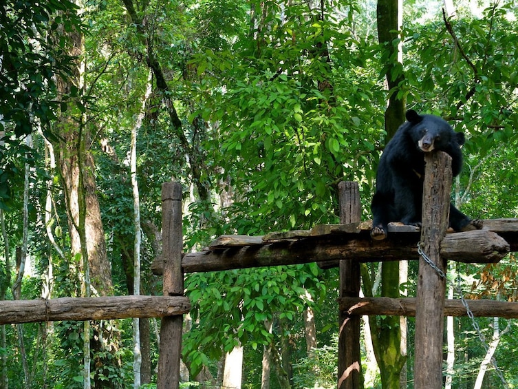 Black bear rests at Tat Kuang Si Bear Rescue Centre