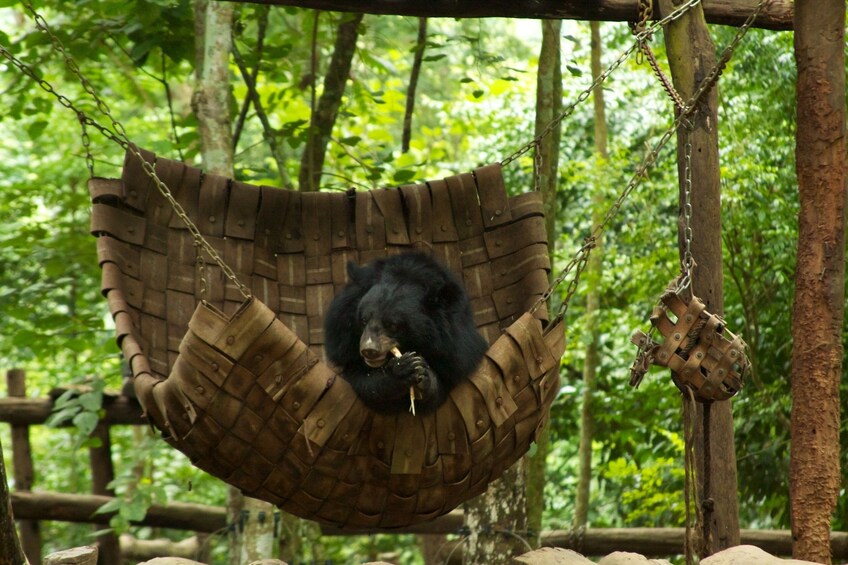 Black bear eats snack in hammock at Tat Kuang Si Bear Rescue Centre