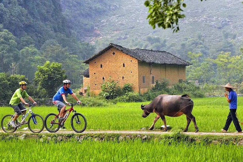Two bikers and a man walking an ox along dirt path of Khmu Village
