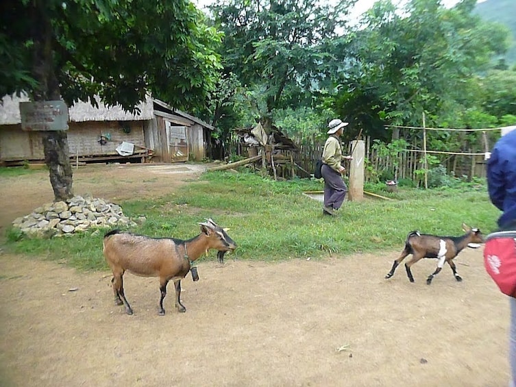 Goats on dirt road of Khmu Village