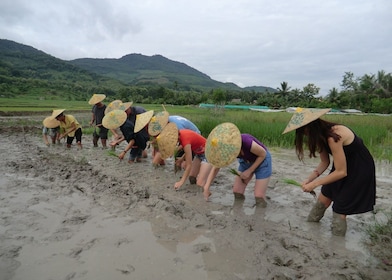 Halvdagstur i Luang Prabang med upplevelser av risodling