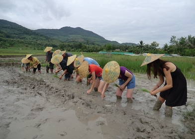 Esperienza di apprendimento del riso da Luang Prabang Tour di mezza giornat...