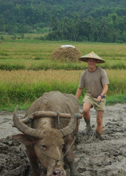 Tourist holding on to a water buffalo in the countryside of Luang Prabang