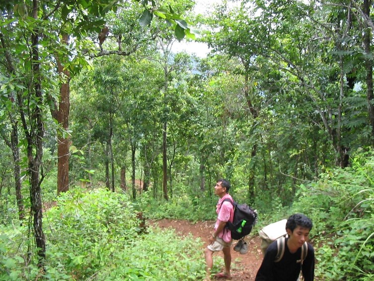 Hikers walking through the jungle of Luang Prabang