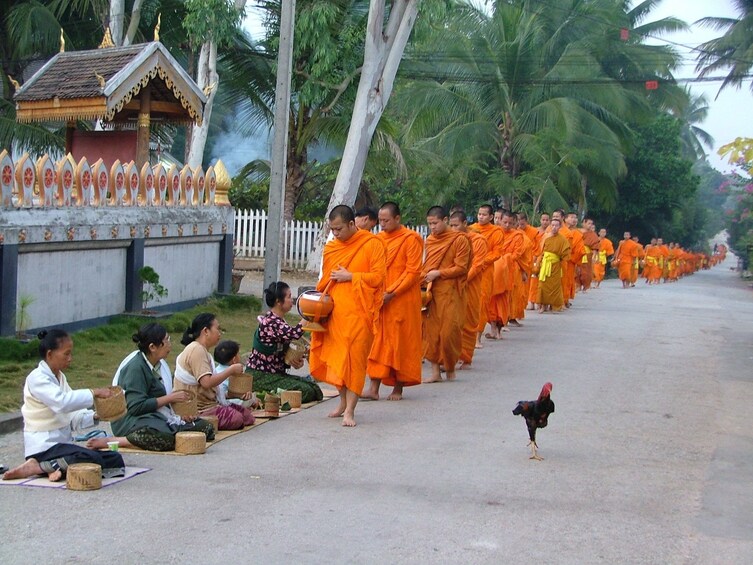 Monks collect food in Luang Prabang, Laos