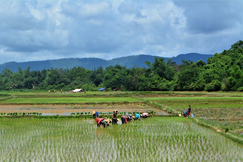 People work in rice paddy fields on an overcast day in Luang Prabang, Laos