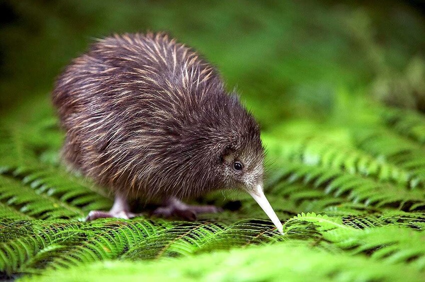 Baby kiwi bird on bright green leaves 