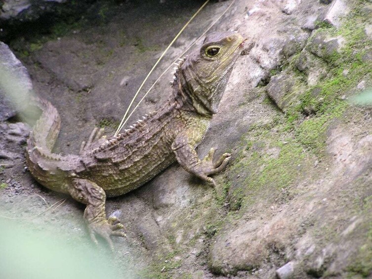 Iguana Willowbank Wildlife Reserve in Christchurch, New Zealand