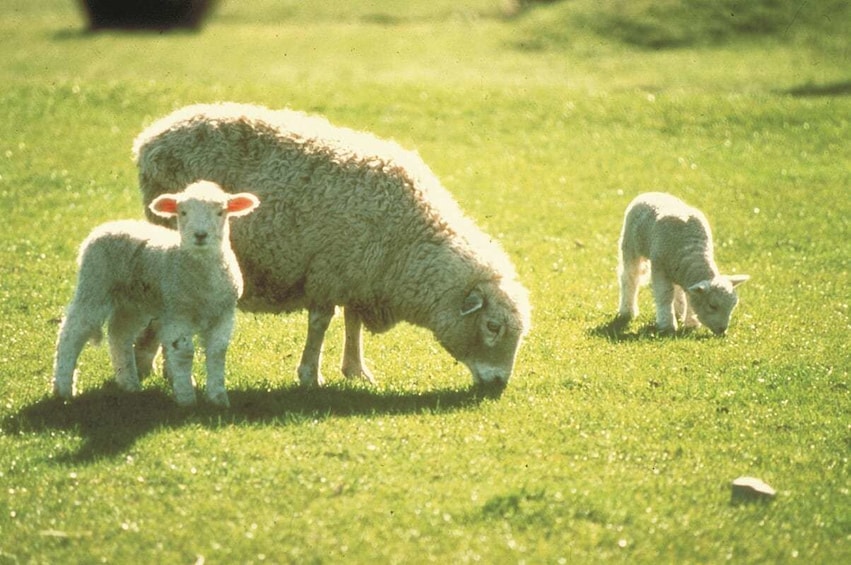 Sheep with two lambs on New Zealand sheep farm