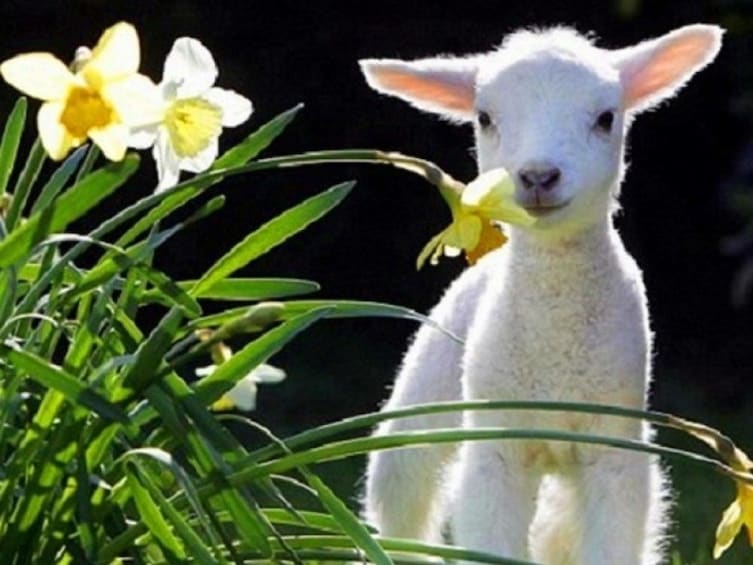 Lamb smelling daffodils 