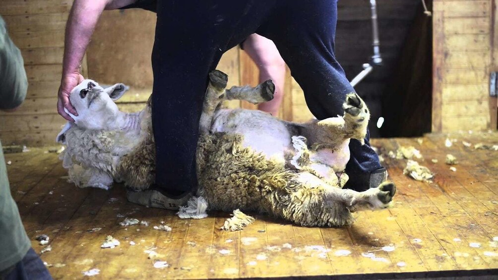 Sheep being sheered at New Zealand sheep farm