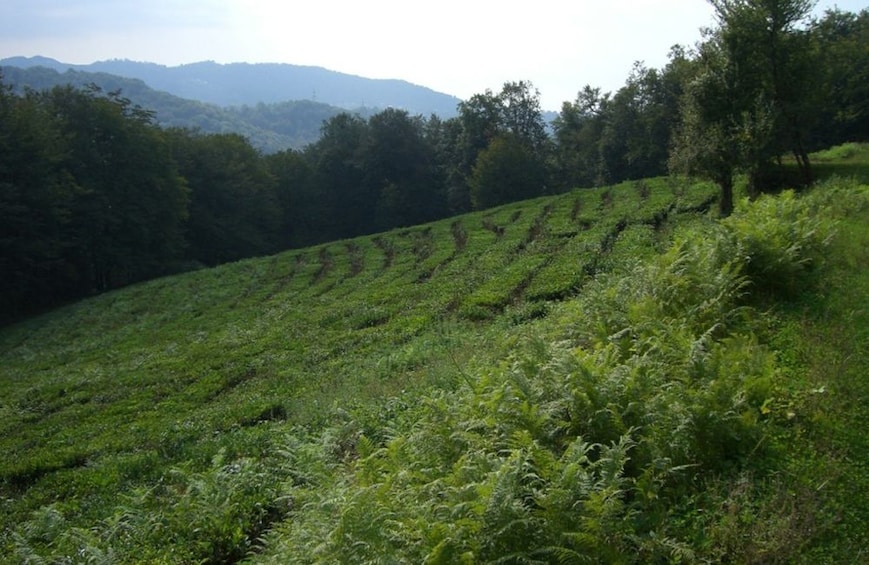 Show item 4 of 10. Unique Private Journey to a Tea Plantation from Sochi