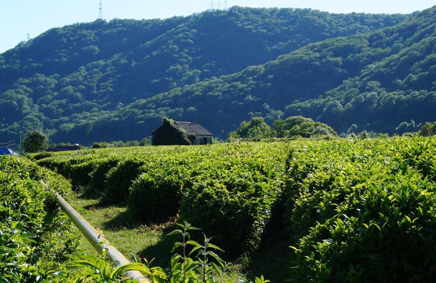 Show item 1 of 10. Unique Private Journey to a Tea Plantation from Sochi