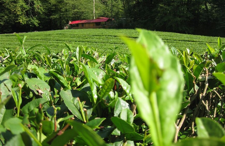 Show item 2 of 10. Unique Private Journey to a Tea Plantation from Sochi