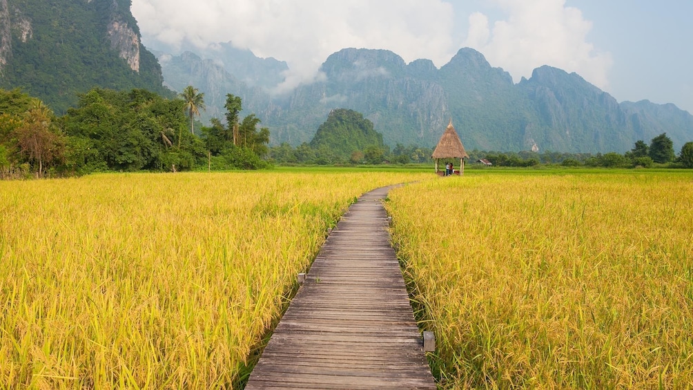 Boardwalk path through yellow fields of Vang Vieng, Laos