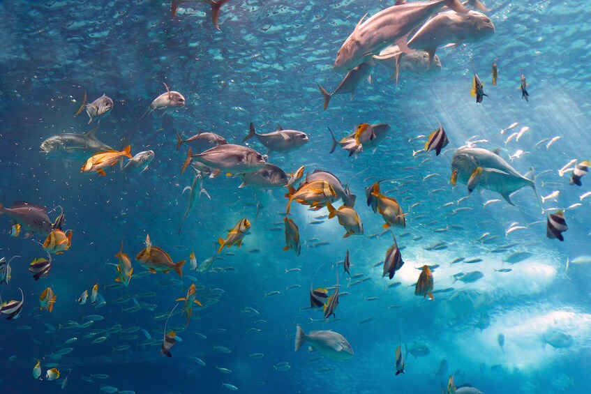 Crowded aquarium in the Lisbon Oceanarium