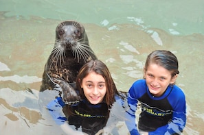 Seal Swim