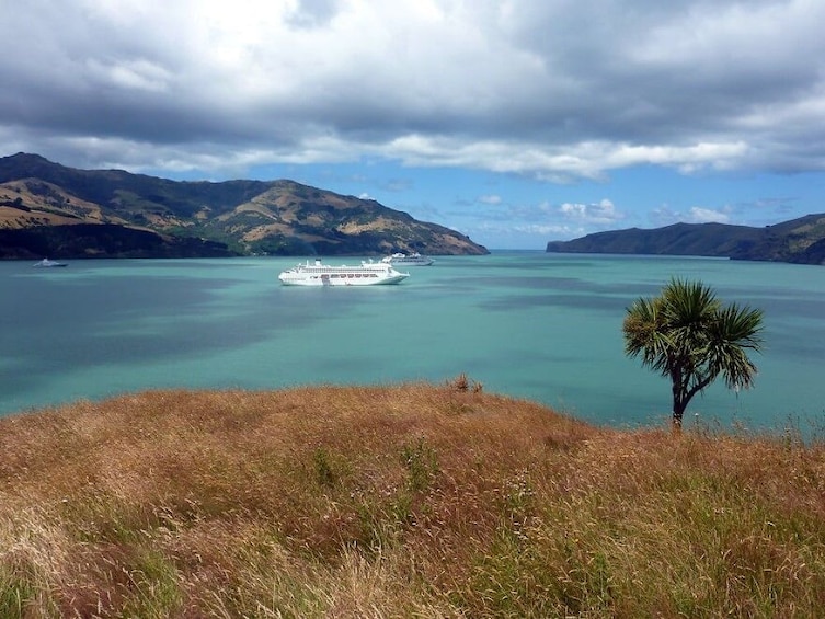 Nature cruise at Akaroa Harbor