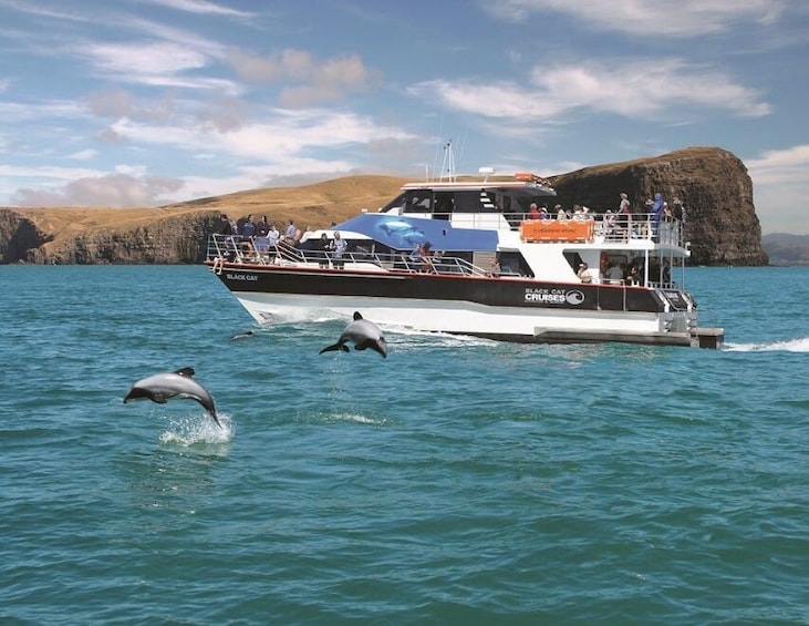 Dolphins jumping out of the water on Akaroa Harbor 