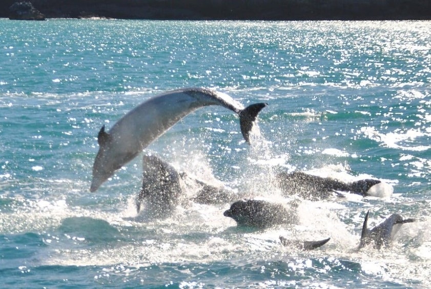 Dolphins on a sunny day in the Akaroa Harbor