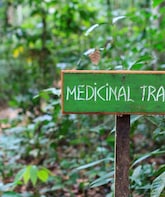 Medicinal Trail guided by a Mayan Shaman