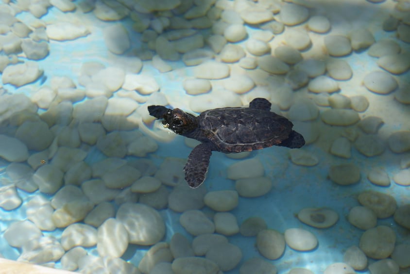 Small sea turtle in the ocean near Bahia, Brazil