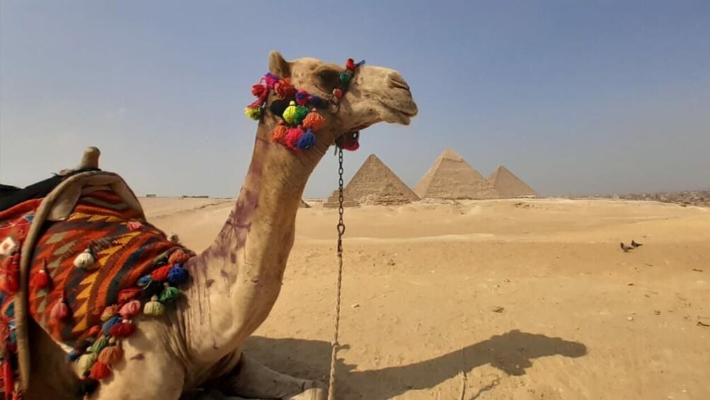 Show item 1 of 9. Day Tour To The Pyramids, Egyptian Museum, Citadel and Lunch