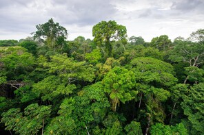 Canopy Walk