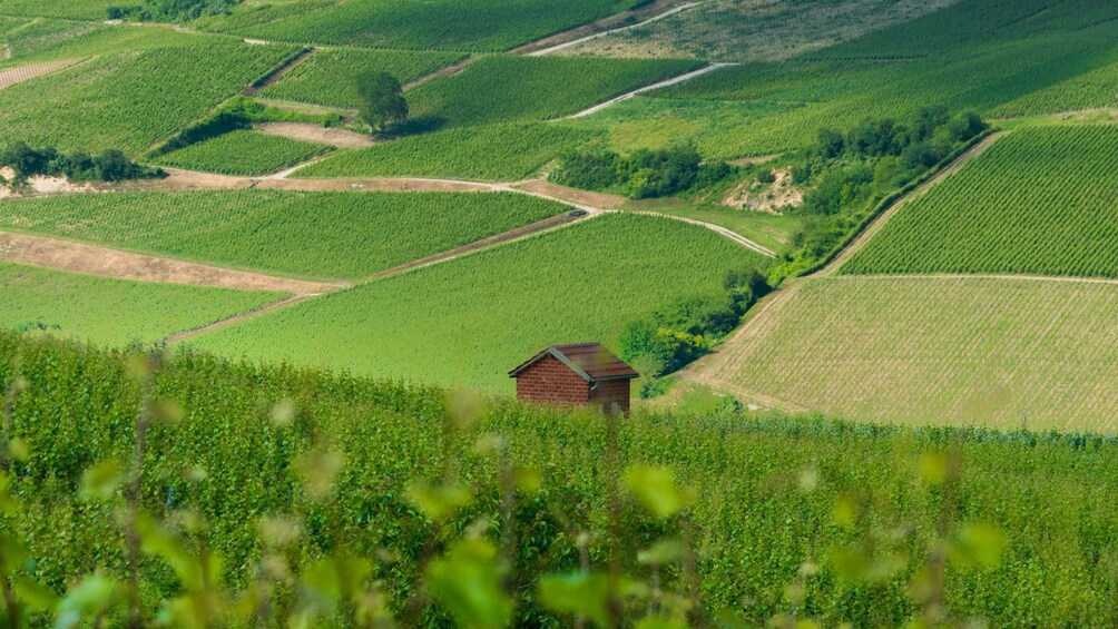 Bright green vineyards in Burgundy, France
