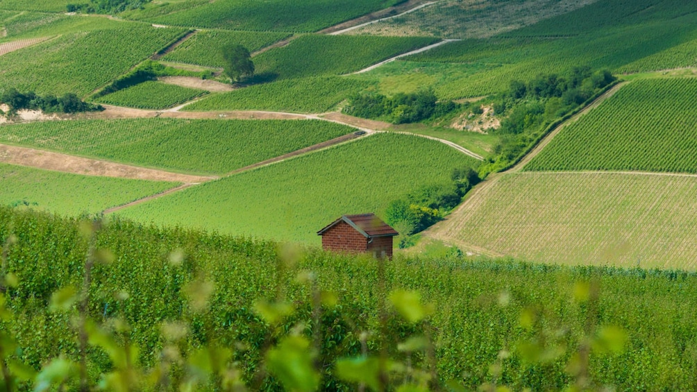Bright green vineyards in Burgundy, France