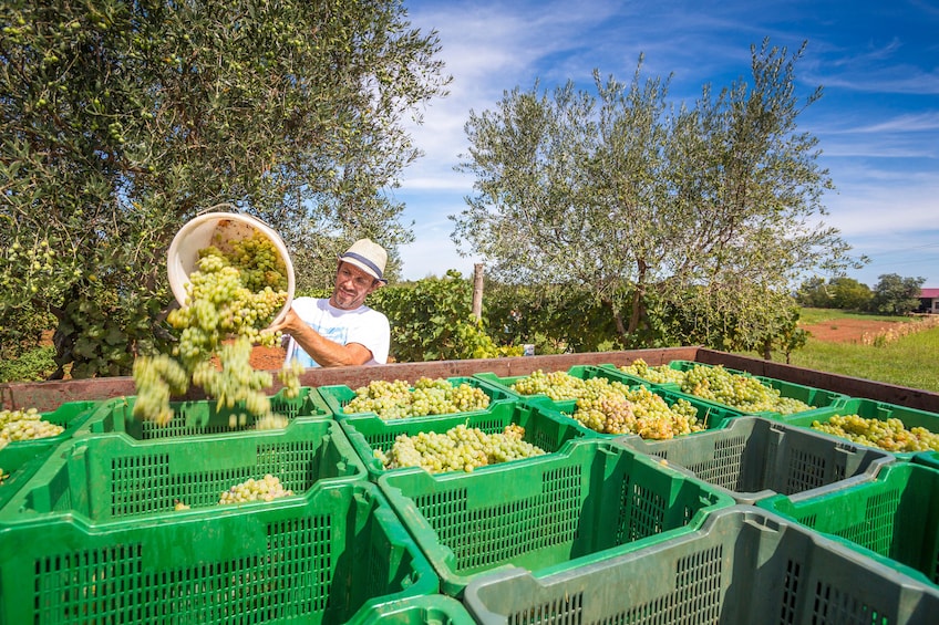 Man pours basket of green grapes into crates at vineyard
