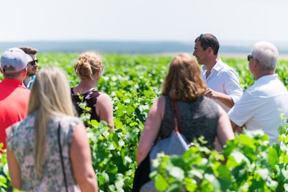 Small Group Burgundy Chablis Day Trip with 3 wineries visit