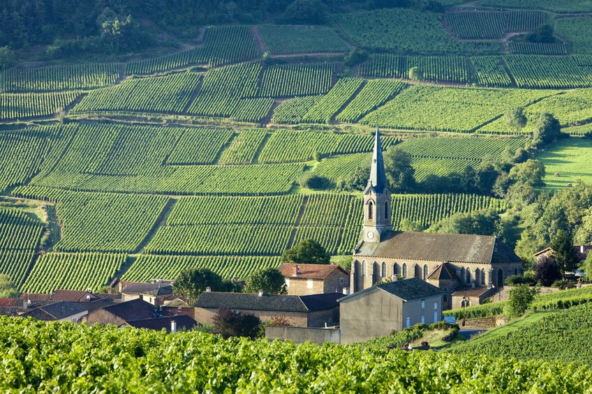 Panoramic view of bright green vineyards in Burghandy