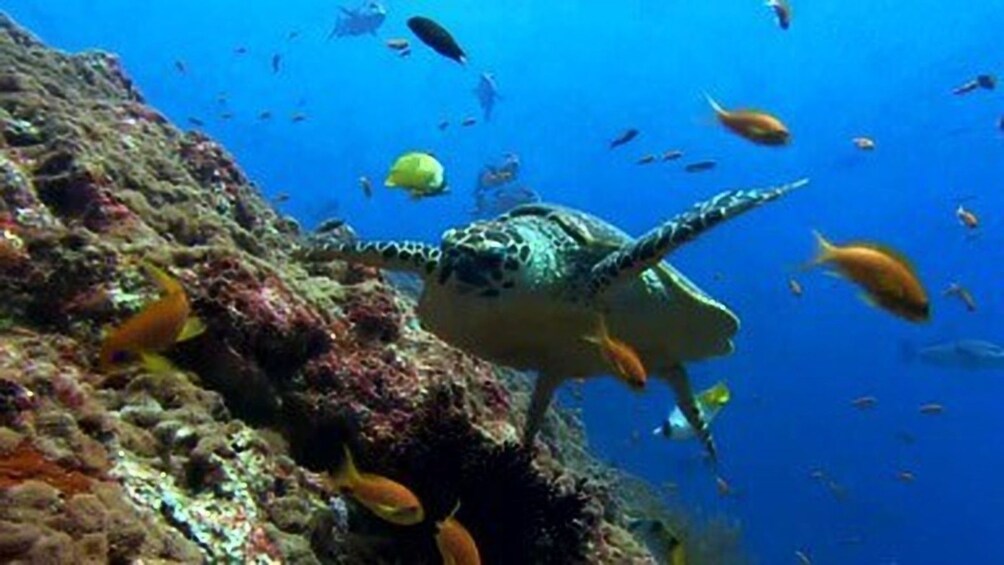 Show item 4 of 4. Manatí Tour in Semi Submarine