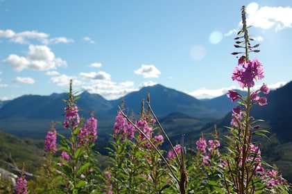 Juneau Highlights Tour